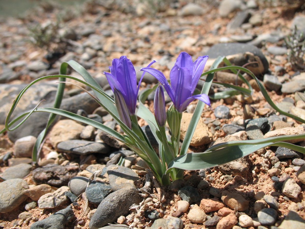 Представитель Семейства Ixioliriaceae